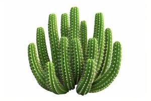 ai generiert beschwingt Grün Kaktus auf minimalistisch Weiß Hintergrund foto