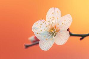 ai generiert schließen oben Detail von ein Single Pflaume Blüte, isoliert auf ein Gradient Hintergrund foto