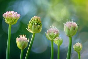 ai generiert Blühen wild Lauch Blumen im verschiedene Stufen von ihr Leben Zyklus foto