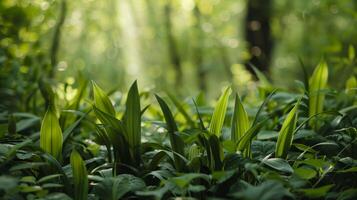 ai generiert schließen oben von wild Lauch Identifizierung leiten im ein dicht Wald foto