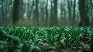 ai generiert schließen oben von wild Lauch Identifizierung leiten im ein dicht Wald foto