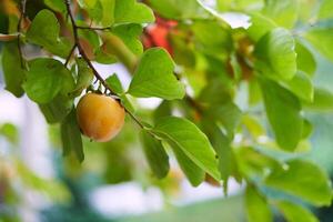 reif Orange Persimmon unter dicht Grün Laub auf ein Baum Ast foto