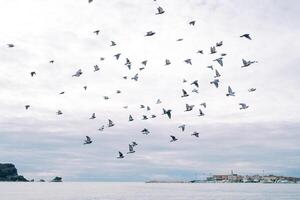 Herde von Tauben fliegt Über das Meer gegen das Hintergrund von Berge foto