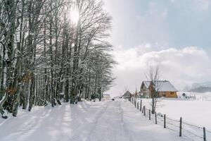 schwarz Hund Spaziergänge entlang ein schneebedeckt Straße im ein klein Dorf. zurück Aussicht foto