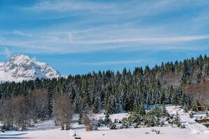 schneebedeckt Wald im ein Berg Schlucht. Durmitor National Park, Montenegro foto