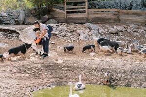 Mutter und wenig Mädchen Fütterung schwarz Pygmäe Schweine auf das Ufer von ein Teich mit Gänse foto