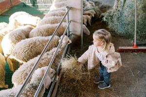 wenig Mädchen Hände Heu zu Weiß Schaf durch Zaun im Stall foto