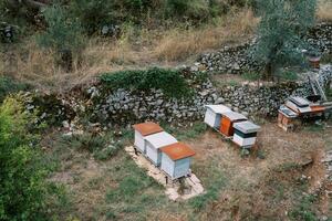 klein bunt Bienenstöcke im ein Bienenhaus auf ein Grün Rasen foto