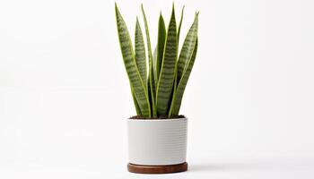 ai generiert ein Schlange Pflanze Sansevieria isoliert, Weiß Hintergrund foto