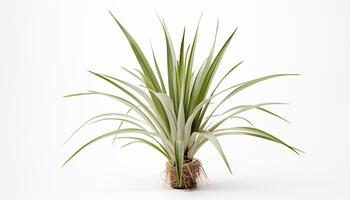 ai generiert ein Yucca Pflanze mit es ist Scharf schwertartig Blätter isoliert, Weiß Hintergrund foto