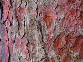 Holzstruktur draußen im Garten foto