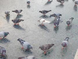 Tauben draußen im das Platz foto