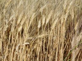 Weizen Feld draussen foto