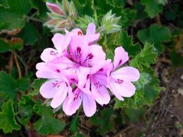 Blume im Garten foto