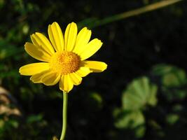 Blume im Garten foto