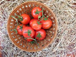 Tomaten im Garten foto