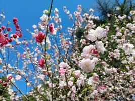 Weiss, Rosa und rot ähm Pflaume blühen im das Garten foto