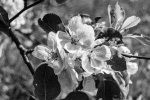 Fotografie auf Thema schön Obst Ast Apfel Baum mit natürlich Blätter unter sauber Himmel foto