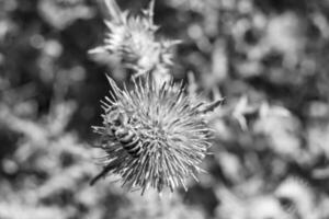 schöne wilde Blume geflügelte Biene auf der Hintergrundlaubwiese foto