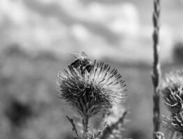 schöne wilde Blume geflügelte Biene auf der Hintergrundlaubwiese foto