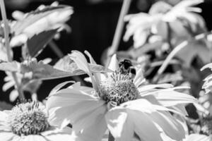 schöne wilde Blume geflügelte Biene auf der Hintergrundlaubwiese foto