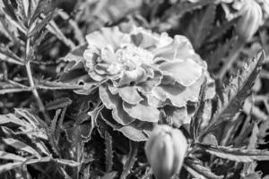 feine wild wachsende Ringelblume Calendula auf Hintergrundwiese foto