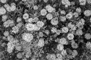 feine wild wachsende Blume Aster falsche Sonnenblume auf der Hintergrundwiese foto