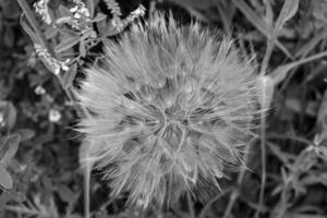 schöner wild wachsender Blumensamen-Löwenzahn auf der Hintergrundwiese foto