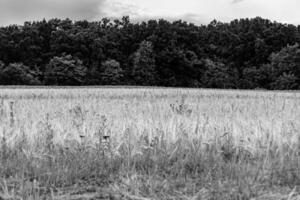 Fotografie zum Thema großes Weizenfeld für die Bio-Ernte foto