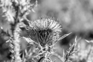 schöne wachsende Blumenwurzel Klettendistel auf Hintergrundwiese foto