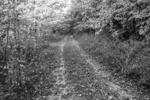 Fotografie zum Thema schöner Fußweg im wilden Laubwald foto