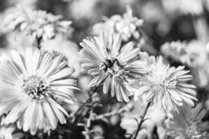 schöne wilde Blume geflügelte Biene auf der Hintergrundlaubwiese foto