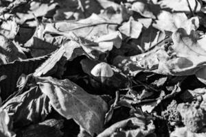 Fotografie zu Thema groß schön giftig Pilz im Wald auf Blätter Hintergrund foto