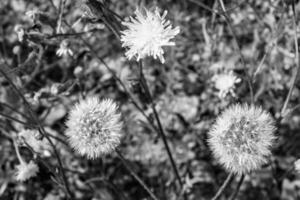 schöner wild wachsender Blumensamen-Löwenzahn auf der Hintergrundwiese foto