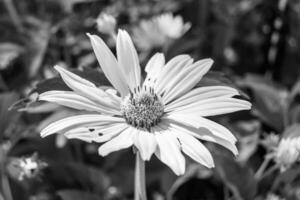 feine wild wachsende Blume Aster falsche Sonnenblume auf der Hintergrundwiese foto