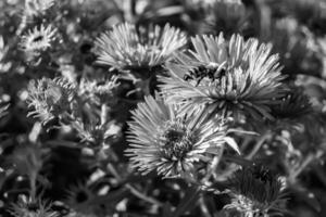 schöne wilde Blume geflügelte Biene auf der Hintergrundlaubwiese foto