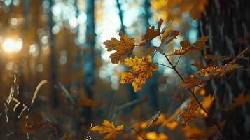 ai generiert Herbst im das Wald. Holz, Wald, Dschungel, fallen, Jahreszeit, Natur, Baum, Landschaft, Hintergrund, Hintergrund, Kopieren Raum, Blatt, Blätter, Laub, Gelb, orange, draußen, schön foto