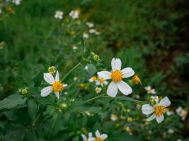 schön Lir Blume namens bidens alba unter das wild Gras auf das Seite von das Straße foto