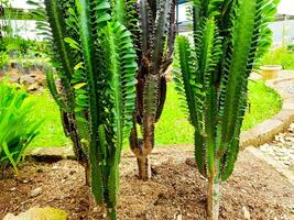 verschiedene Kaktus Pflanzen wie Öffentlichkeit Park Dekorationen foto