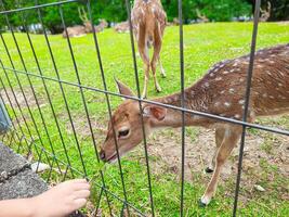 ein klein Hirsch steht in der Nähe von ein Zaun während Sein gefüttert durch Besucher beim ein Tier Erhaltung Bereich foto