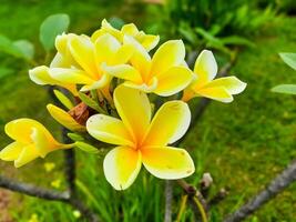 Gelb Frangipani Blumen oder bekannt wie Plumeria wachsen im Gardens wie Zier Pflanzen foto