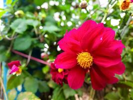 das Schönheit von das rot Dahlie Blume welche blüht und ist benutzt wie ein Garten Dekoration Pflanze foto