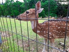 ein klein Hirsch Annäherung das Zaun weil es werden Sein gefüttert durch Besucher beim das Tier Erhaltung Bereich foto