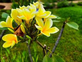 Gelb Frangipani Blumen oder bekannt wie Plumeria wachsen im Gardens wie Zier Pflanzen foto