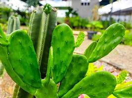 Fokus auf Kaktus Pflanzen wie Garten Dekoration foto