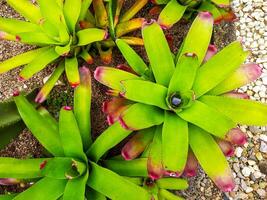 das Aloe vera Blume ist ein Art von Aloe Nobilis deren Blätter Wende rot wann ausgesetzt zu Sonnenlicht foto