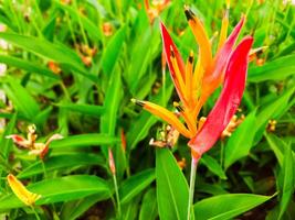 schön Blume im das Garten mit rötlich Gelb Blume schießt foto