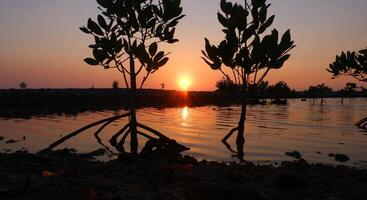 Sonnenuntergang im das Mangrove Wald beim das Strand, schön Foto Digital Bild