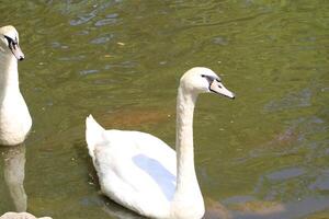 groß Weiß Schwäne Schwimmen im ein Teich foto