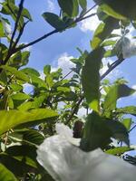 Blätter, Zweige und Guave Bäume im das Garten foto